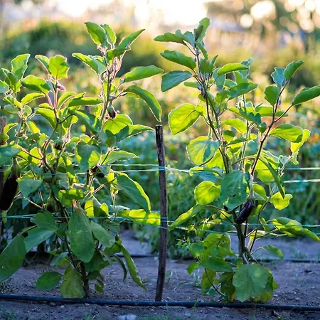 Maison Di Fiore Bed & Breakfast 4*