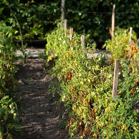 Bed & Breakfast Maison Di Fiore